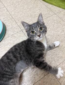 Jenna (MUST BE ADOPTED W JILL) -  Domestic Short Hair Cat for Adoption in Walled Lake, Michigan - Jenna (MUST BE ADOPTED W JILL) | PetCurious