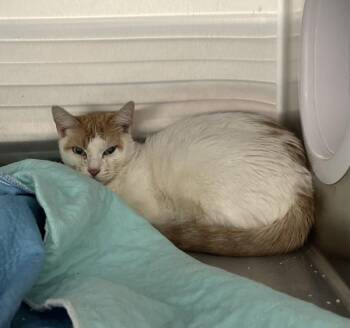 Lemonade Mouth -  Domestic Short Hair Cat for Adoption - Lemonade Mouth | PetCurious