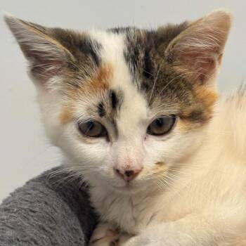 Leah -  American Shorthair Cat for Adoption in Bethel, Connecticut - Leah | PetCurious