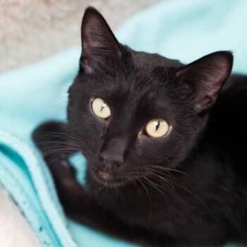 Jet -  Domestic Short Hair Cat for Adoption in Salt Lake City, Utah - Jet | PetCurious
