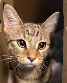 GOLDIE -  Domestic Short Hair Cat for Adoption in Houston, Texas - GOLDIE | PetCurious