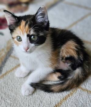 Pookie -  Calico Cat for Adoption in Fort Worth, Texas - Pookie | PetCurious