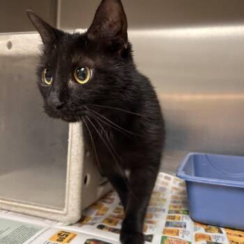 Stray - Weldon Wrenn Rd -  Domestic Short Hair Cat for Adoption in Roxboro, North Carolina - Stray - Weldon Wrenn Rd | PetCurious