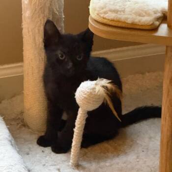 Phoenix -  Domestic Short Hair Cat for Adoption in Franklin, Tennessee - Phoenix | PetCurious