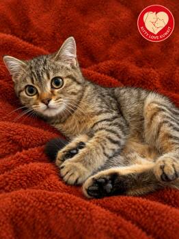 Charlie -  Domestic Short Hair Cat for Adoption in Snow Hill, Maryland - Charlie | PetCurious