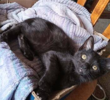 Domestic Short Hair Cats Available for Adoption in Tucson, Arizona - Opal 2 | PetCurious