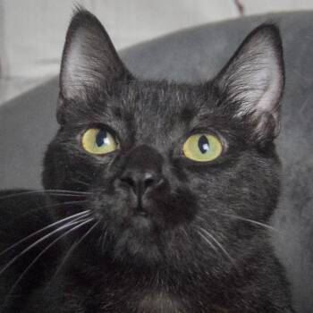 Fenris -  Bombay and Domestic Short Hair Cat for Adoption in Huntley, Illinois - Fenris | PetCurious