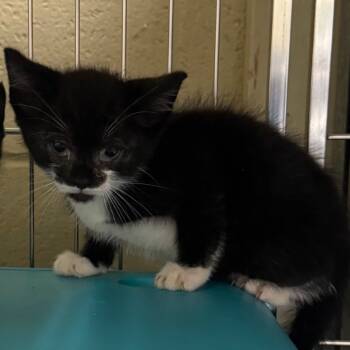 Rescue Domestic Short Hair Cats for Adoption in Columbus, North Carolina - Chili | PetCurious