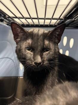 Domestic Short Hair Cats Available for Adoption in Bloomington, Indiana - Diego | PetCurious