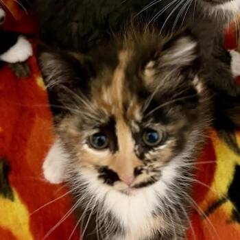 Graham Cracker -  Domestic Short Hair Cat for Adoption in Dearborn, Michigan - Graham Cracker | PetCurious