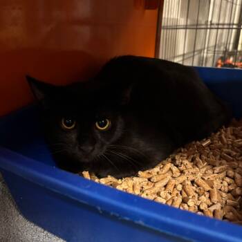 Rescue Domestic Medium Hair Cats for Adoption in Morgan Hill, California - Hamilton | PetCurious