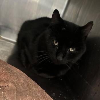 Tortilla -  Domestic Medium Hair Cat for Adoption in Davenport, Iowa - Tortilla | PetCurious