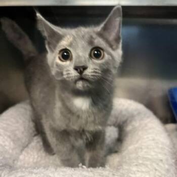 Tilly -  Domestic Short Hair Cat for Adoption in Dayton, Ohio - Tilly | PetCurious
