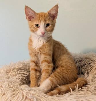 Jasper -  Tabby Cat for Adoption in Parkville, Missouri - Jasper | PetCurious