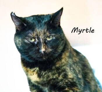 Rescue Tortoiseshell and Domestic Short Hair Cats for Adoption in St. George, Utah - Myrtle | PetCurious
