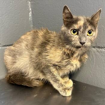 Domestic Short Hair Cats Available for Adoption in Tuscaloosa, Alabama - Reagan | PetCurious