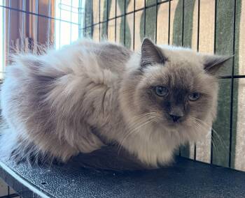 Rescue Siamese Cats for Adoption in Estes Park, Colorado - Gracie | PetCurious