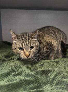 Domestic Short Hair Cats Available for Adoption in Liverpool, New York - Chubby | PetCurious