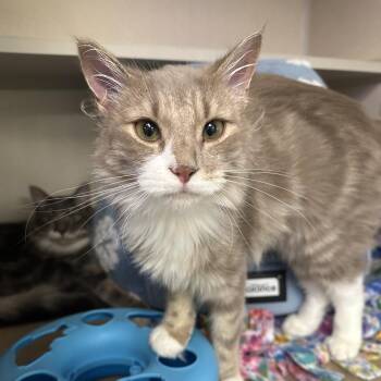 Toast -  Domestic Medium Hair Cat for Adoption in New York, New York - Toast | PetCurious