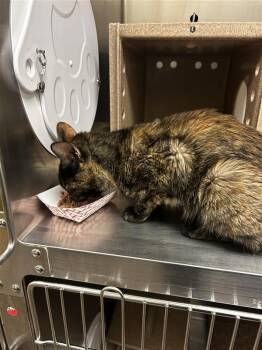 Mitzy -  Domestic Short Hair Cat for Adoption in Austin, Texas - Mitzy | PetCurious