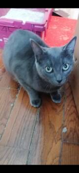 Domestic Short Hair Cats Available for Adoption in New York, New York - Gumdrop | PetCurious
