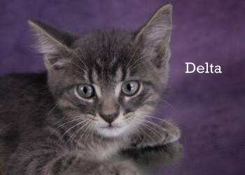 Delta -  Domestic Short Hair Cat for Adoption in York, Nebraska - Delta | PetCurious