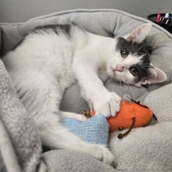 Rescue Domestic Short Hair Cats for Adoption in Watertown, Wisconsin - Scuttle | PetCurious