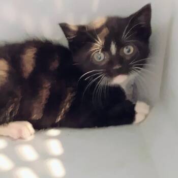 Fuzzinator -  Domestic Short Hair Cat for Adoption in Allentown, Pennsylvania - Fuzzinator | PetCurious