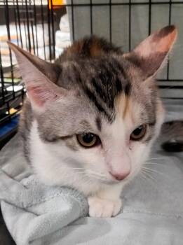 Pebble -  Domestic Short Hair Cat for Adoption in Yorba Linda, California - Pebble | PetCurious