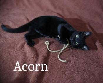 Domestic Short Hair Cats Available for Adoption - Acorn | PetCurious