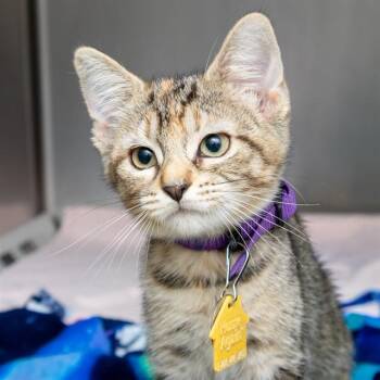 SABLEFISH -  Domestic Short Hair Cat for Adoption in St. Louis, Missouri - SABLEFISH | PetCurious