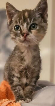 Rescue Domestic Short Hair Cats for Adoption in San Jose, California - Merry | PetCurious