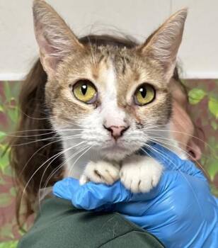 Domestic Short Hair Cats Available for Adoption - Watermelon | PetCurious