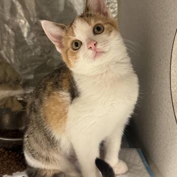 Broccoli -  Domestic Short Hair Cat for Adoption in Fredericksburg, Virginia - Broccoli | PetCurious