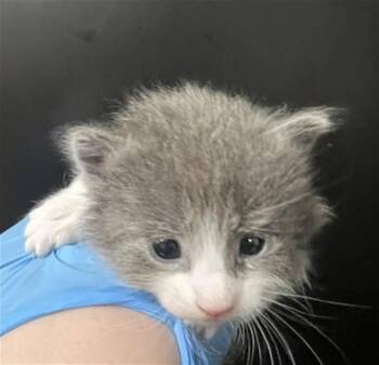 Domestic Short Hair Cats Available for Adoption in San Bernardino, California - JAN | PetCurious