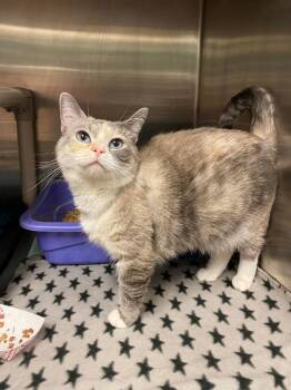 Illy/Phoebe (Englewood) -  Siamese Cat for Adoption in Johnson City, Tennessee - Illy/Phoebe (Englewood) | PetCurious