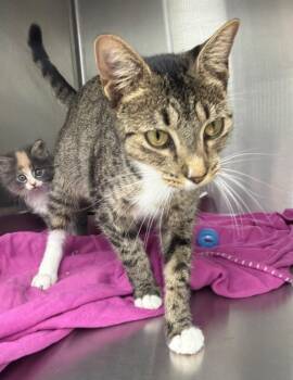 Betty -  Domestic Short Hair Cat for Adoption in Hartsville, South Carolina - Betty | PetCurious