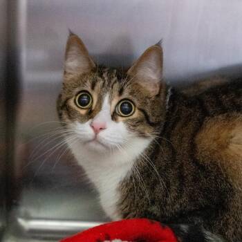 Scotty -  Domestic Short Hair and Mixed Breed Cat for Adoption in Gainesville, Georgia - Scotty | PetCurious