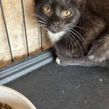 Black -  Domestic Short Hair Cat for Adoption in Webster, Texas - Black | PetCurious