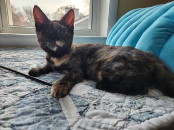 Domestic Short Hair Cats Available for Adoption - Jelly Bean Nelly | PetCurious