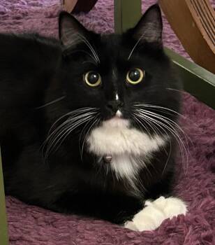Ruiz -  Domestic Long Hair Cat for Adoption in Los Angeles, California - Ruiz | PetCurious
