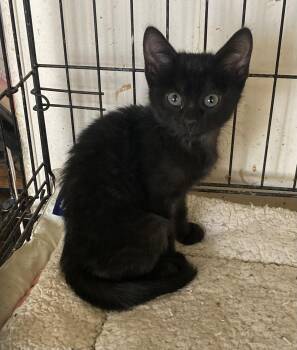 Rescue Domestic Short Hair Cats for Adoption in Flagstaff, Arizona - Haagen Dazs | PetCurious