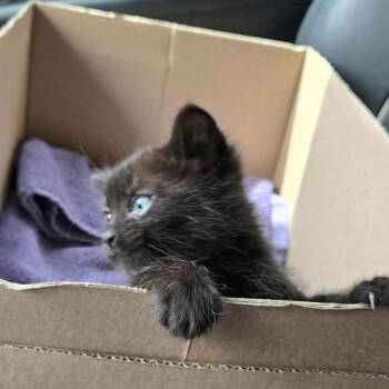 Domestic Short Hair Cats Available for Adoption in West Plains, Missouri - Squeaks | PetCurious