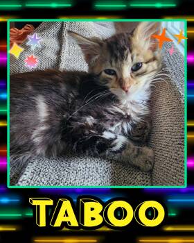 Taboo -  Tabby Cat for Adoption in Pasco, Washington - Taboo | PetCurious
