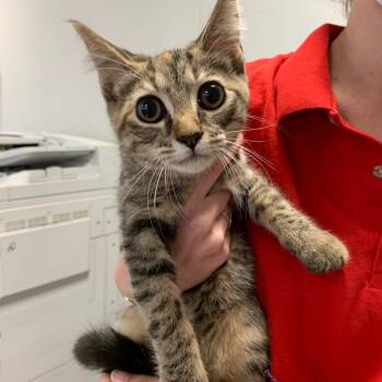 Boba -  Domestic Short Hair Cat for Adoption in Philadelphia, Pennsylvania - Boba | PetCurious