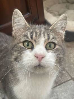 Rescue Domestic Short Hair Cats for Adoption in Colorado Springs, Colorado - Wolfwood | PetCurious