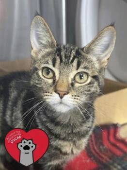 Panther -  Domestic Short Hair Cat for Adoption in West Chester, Pennsylvania - Panther | PetCurious