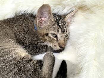 AEGON -  Domestic Short Hair Cat for Adoption in Fort Lauderdale, Florida - AEGON | PetCurious