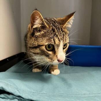 Domestic Short Hair Cats Available for Adoption - Dugan | PetCurious