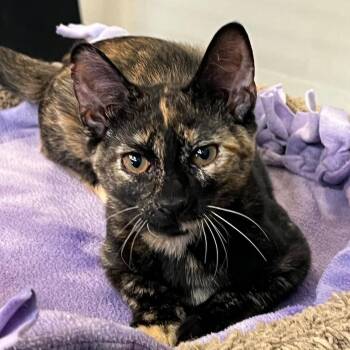 Miss Luna (Laurel) -  Domestic Short Hair Cat for Adoption in Sarasota, Florida - Miss Luna (Laurel) | PetCurious